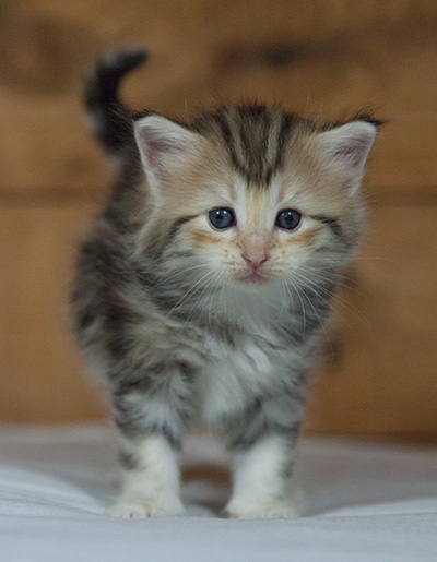 Milanka - 3 weeks old