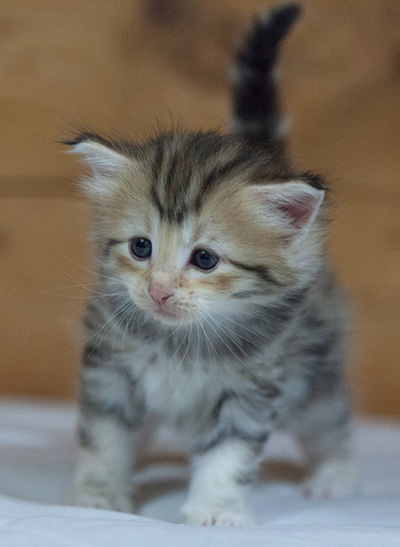 Milanka - 3 weeks old