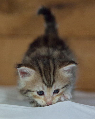 Milanka - 3 weeks old