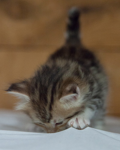 Milanka - 3 weeks old