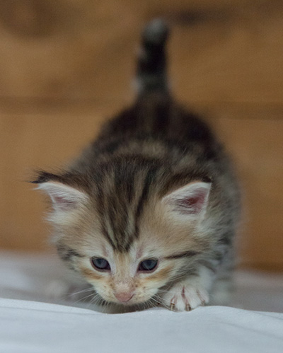 Milanka - 3 weeks old
