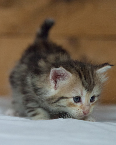 Milanka - 3 weeks old