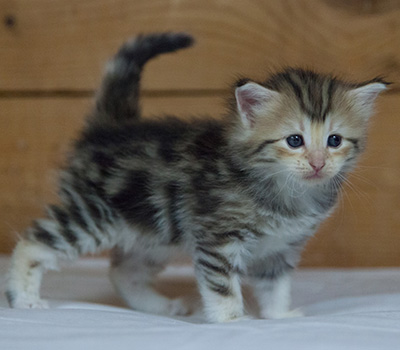 Milanka - 3 weeks old