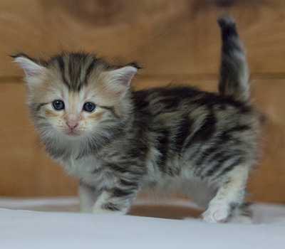 Milanka - 3 weeks old