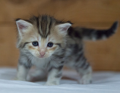 Milanka - 3 weeks old
