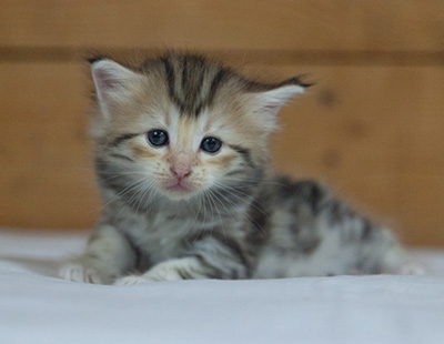 Milanka - 3 weeks old