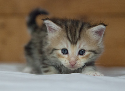 Milanka - 3 weeks old