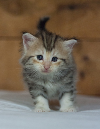 Milanka - 3 weeks old