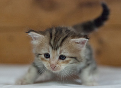 Milanka - 3 weeks old