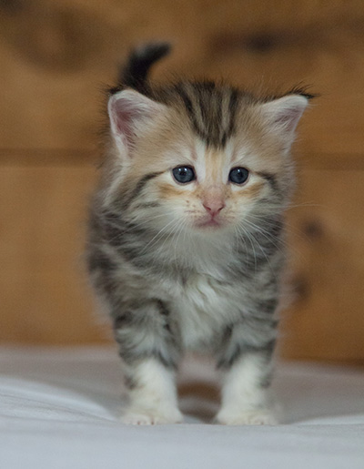 Milanka - 3 weeks old