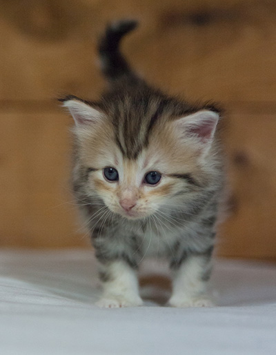 Milanka - 3 weeks old
