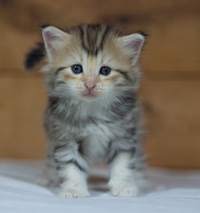 Milanka - 3 weeks old