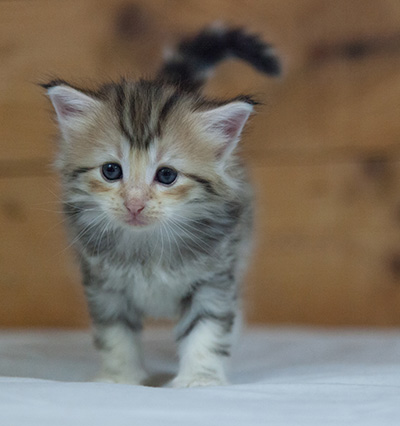 Milanka - 3 weeks old