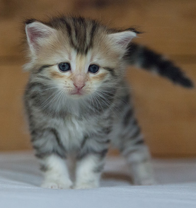 Milanka - 3 weeks old