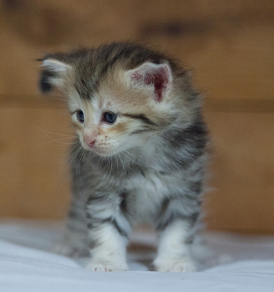 Milanka - 3 weeks old