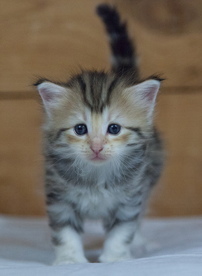 Milanka - 3 weeks old