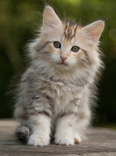Milanka - 9 weeks old