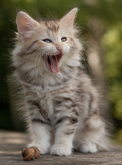 Milanka - 9 weeks old