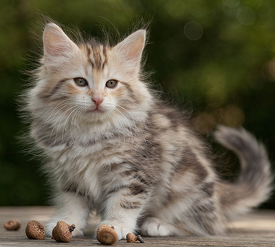 Milanka - 9 weeks old