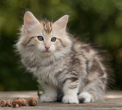 Milanka - 9 weeks old