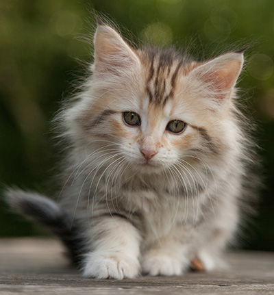 Milanka - 9 weeks old