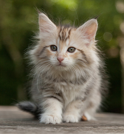 Milanka - 9 weeks old