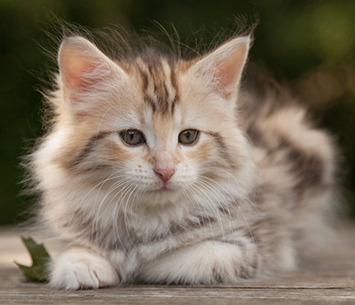 Milanka - 9 weeks old
