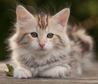 Milanka - 9 weeks old