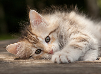 Milanka - 9 weeks old