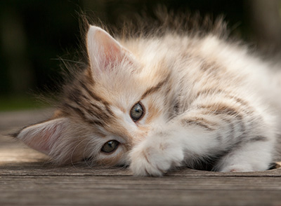 Milanka - 9 weeks old