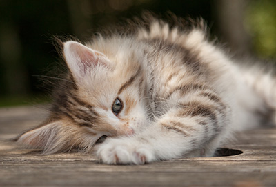 Milanka - 9 weeks old