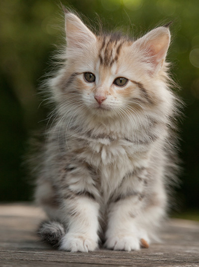 Milanka - 9 weeks old