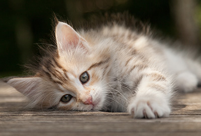 Milanka - 9 weeks old