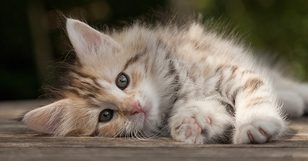 Milanka - 9 weeks old