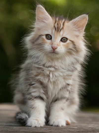 Milanka - 9 weeks old
