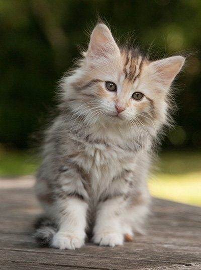 Milanka - 9 weeks old