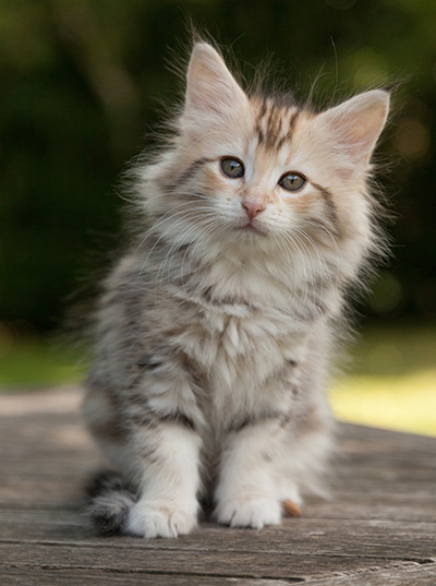 Milanka - 9 weeks old