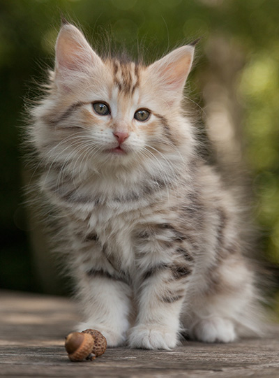 Milanka - 9 weeks old