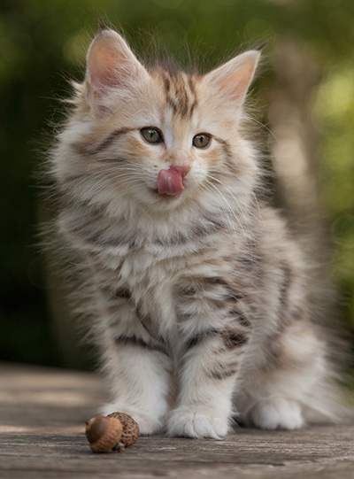Milanka - 9 weeks old