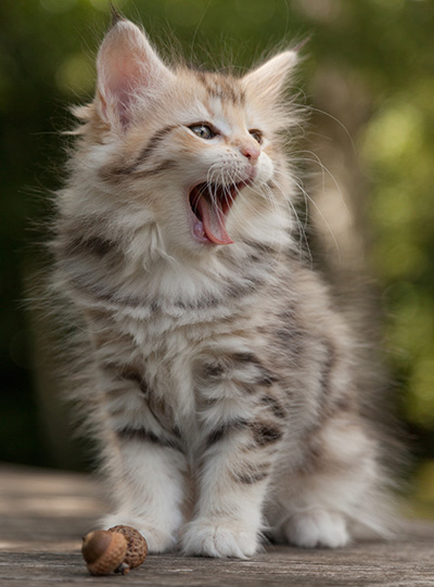 Milanka - 9 weeks old