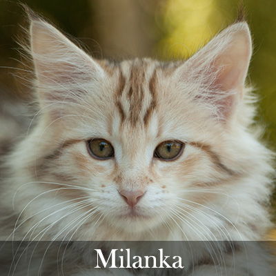 Milanka