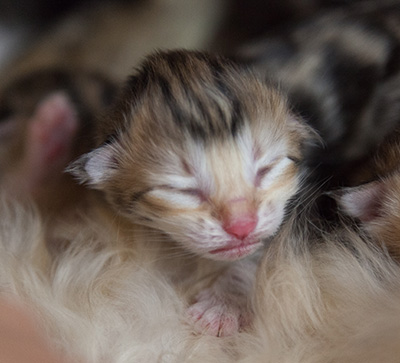 Milanka - First Day