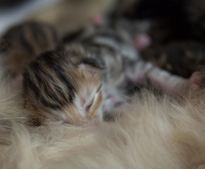 Milanka - First Day