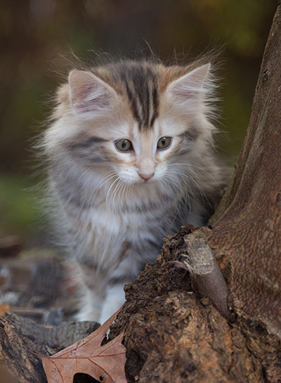 Janikka - 10 weeks old