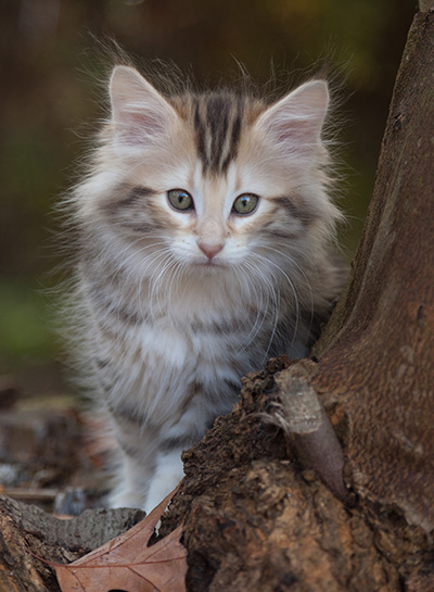 Janikka - 10 weeks old