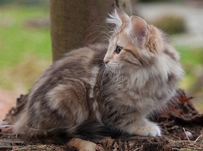 Janikka - 13 weeks old