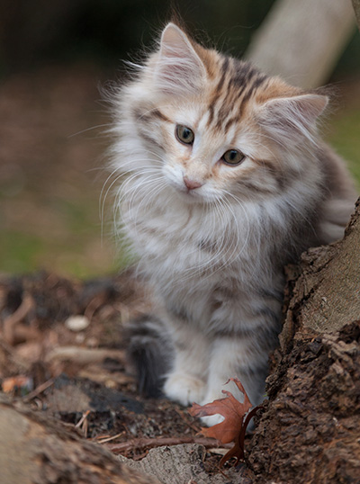 Janikka - 13 weeks old