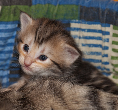 Janikka - 3 weeks old
