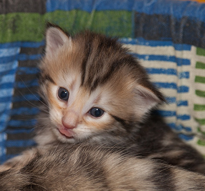 Janikka - 3 weeks old