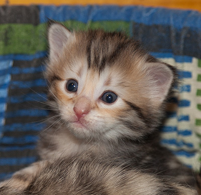 Janikka - 3 weeks old